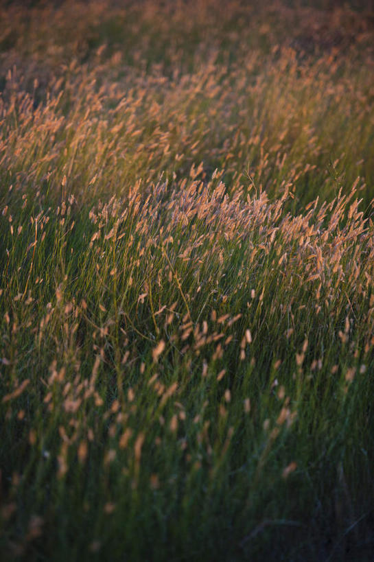 无人,竖图,俯视,室外,白天,旅游,度假,草地,草原,美景,植物,美国,阴影,光线,影子,景观,旷野,娱乐,草,绿色,阳光,自然,享受,休闲,景色,放松,北美,北美洲,自然风光,原野,美洲,南达科他州,北亚美利加洲,亚美利加洲,南达科他,草狼之州,晴朗之州,彩图,高角度拍摄