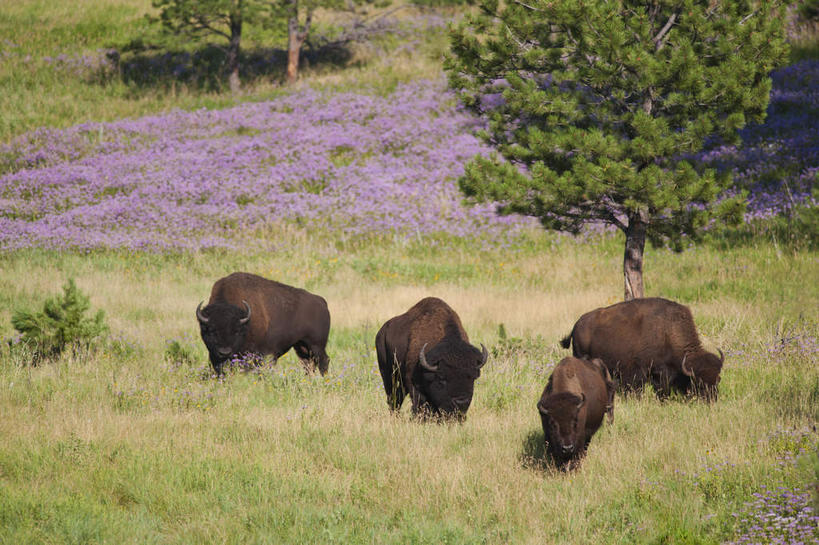 无人,公园,站,横图,室外,白天,正面,旅游,度假,草地,草坪,花海,花圃,美景,植物,牛,野生动物,叶子,美国,盛开,景观,花蕾,注视,娱乐,草,花,花瓣,花朵,花卉,鲜花,树,树木,绿色,紫色,自然,动物,花丛,花束,花田,花苞,花蕊,观察,看,站着,享受,休闲,景色,放松,四头,生长,成长,观看,察看,北美,北美洲,国家公园,关注,自然风光,美洲,美洲野牛,凶猛,南达科他州,北亚美利加洲,亚美利加洲,南达科他,草狼之州,晴朗之州,美洲草原野牛,美洲犎牛,美洲平原野牛,卡斯特州立公园,考斯德州立公园,残暴,凶残,野牛,站立,彩图,全身