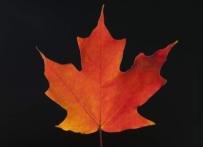 无人,横图,俯视,室内,特写,白天,静物,叶子,一片,黑色背景,纹路,纹理,枫叶,枯叶,落叶,黄色,红色,摄影,影棚,枫树叶,肌理,叶,叶片,彩图,高角度拍摄,影棚拍摄,拍摄