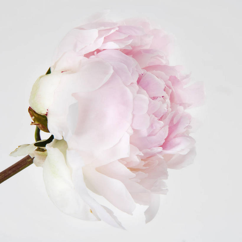 无人,方图,室内,特写,白天,白色背景,正面,爱情,幸福,纯洁,热情,植物,玫瑰,盛开,玫瑰花,浪漫,花,花瓣,花朵,花卉,鲜花,一朵,粉色,花蕊,温暖,温馨,恩爱,摄影,影棚,和睦,感动,粉玫瑰,尊敬,天真,刺玫花,徘徊花,彩图,影棚拍摄,拍摄,融洽