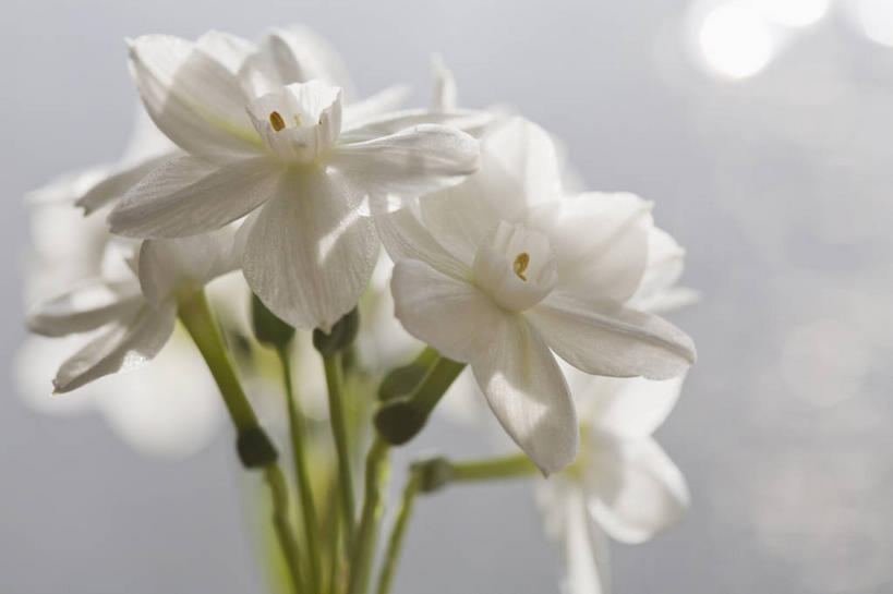 无人,横图,室内,特写,白天,正面,爱情,陶醉,水仙花,阴影,朦胧,模糊,盛开,反射,影子,花蕾,花,花瓣,花朵,鲜花,白色,花苞,花蕊,摄影,影棚,记忆,金盏银台,玉玲珑,女史花,雅蒜,天蒜,敬意,自恋,凌波仙子,水仙,天葱,彩图,影棚拍摄,拍摄