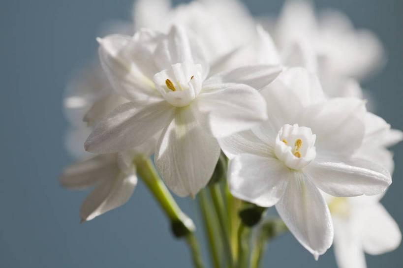 无人,横图,室内,特写,白天,正面,爱情,陶醉,水仙花,阴影,朦胧,模糊,盛开,反射,影子,花蕾,花,花瓣,花朵,鲜花,白色,花苞,花蕊,摄影,影棚,记忆,金盏银台,玉玲珑,女史花,雅蒜,天蒜,敬意,自恋,凌波仙子,水仙,天葱,彩图,影棚拍摄,拍摄
