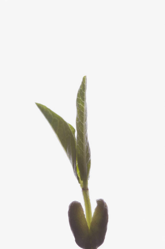 无人,竖图,室内,特写,白天,白色背景,正面,植物,一棵,阴影,反射,影子,绿色,自然,摄影,影棚,生长,成长,彩图,影棚拍摄,拍摄