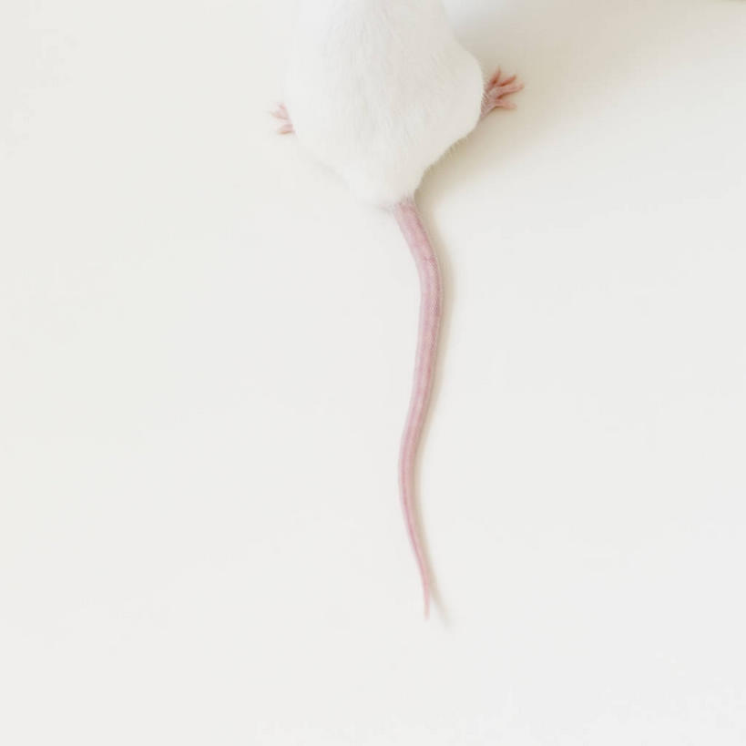 无人,方图,俯视,室内,特写,白天,白色背景,野生动物,老鼠,阴影,反射,细菌,尾巴,影子,一只,白色,动物,趴着,白老鼠,摄影,影棚,病菌,传染,四害,鼷鼠,小家鼠,耗子,趴,半身,彩图,高角度拍摄,影棚拍摄,拍摄