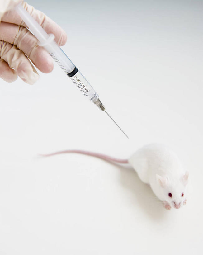 西方人,手,一个人,医生,竖图,俯视,室内,特写,白天,白色背景,桌子,野生动物,老鼠,欧洲,欧洲人,仅一个男性,仅一个人,握,阴影,反射,细菌,影子,仅一个年轻男性,一个,一只,动物,手套,医护人员,医疗人员,手部,橡胶,针管,针筒,白老鼠,握着,注射,摄影,影棚,单个,单手,医疗,医疗设备,注射器,白大褂,橡胶手套,橡胶制品,病菌,医用手套,传染,四害,鼷鼠,小家鼠,男人,男性,年轻男性,白种人,大夫,耗子,半身,彩图,高角度拍摄,影棚拍摄,拍摄