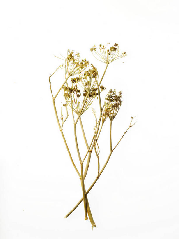 无人,竖图,俯视,室内,特写,白天,白色背景,植物,阴影,盛开,反射,影子,草药,药草,花蕾,中药,花,花瓣,花朵,鲜花,花苞,花蕊,摄影,甘菊,影棚,药材,中草药,中药材,本草,杭菊花,高尚,杭白菊,彩图,高角度拍摄,影棚拍摄,拍摄