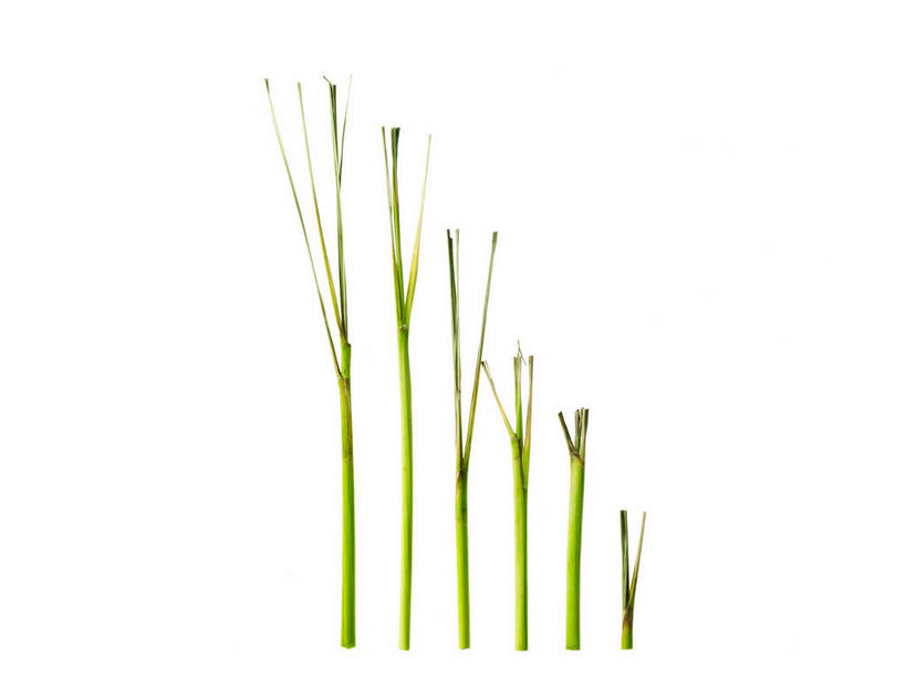 无人,横图,俯视,室内,特写,白天,白色背景,一排,许多,阴影,整齐,反射,影子,调味,香料,佐料,香茅,柠檬草,排列,绿色,摄影,影棚,队列,作料,彩图,高角度拍摄,影棚拍摄,拍摄