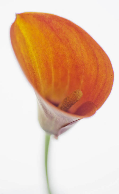 无人,竖图,室内,特写,白天,白色背景,正面,纯洁,马蹄莲,盛开,花蕾,花,花瓣,花朵,鲜花,虔诚,一朵,花苞,花蕊,橙色,摄影,影棚,希望,优雅,高贵,纯净,马蹄兰,博爱,永恒,尊贵,高洁,慈菇花,圣洁,水芋,水芋马,彩图,影棚拍摄,拍摄