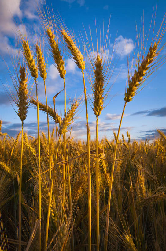 无人,农田,竖图,室外,白天,正面,旅游,度假,庄稼,农作物,小麦,美景,美国,阴影,光线,影子,景观,云,云朵,落日,谷物,麦田,云彩,娱乐,蓝色,白云,蓝天,天空,阳光,自然,天,享受,休闲,景色,放松,麦子,晴朗,北美,北美洲,自然风光,美洲,俄勒冈州,俄勒冈,北亚美利加洲,亚美利加洲,落日之州,水獭之州,海狸州,夕照,晴空,夕阳,彩图,耕地,庄稼田,马里昂县,美利坚合众国,斜阳