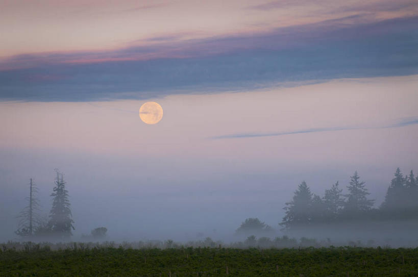 无人,横图,室外,白天,正面,旅游,度假,草地,草坪,日出,美景,森林,树林,太阳,植物,雾,美国,朦胧,模糊,景观,朝霞,晨曦,黎明,娱乐,草,树,树木,绿色,阳光,自然,享受,休闲,景色,放松,生长,成长,迷雾,北美,北美洲,自然风光,美洲,俄勒冈州,俄勒冈,北亚美利加洲,亚美利加洲,落日之州,水獭之州,海狸州,朝阳,大雾,彩图,卯时,破晓,日始,马里昂县,美利坚合众国