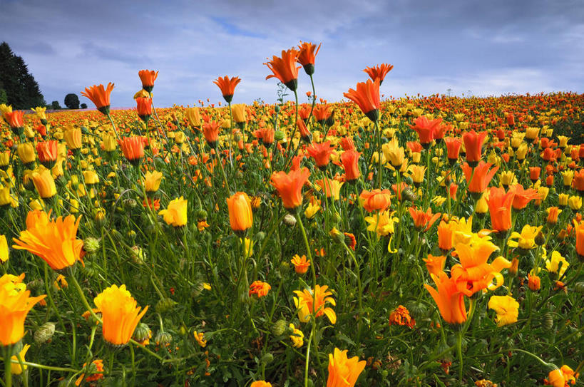 无人,横图,室外,白天,正面,旅游,度假,花海,花圃,美景,植物,叶子,美国,阴影,盛开,光线,影子,景观,云,云朵,花蕾,云彩,娱乐,花,花瓣,花朵,花卉,鲜花,树,树木,黄色,蓝色,绿色,白云,蓝天,天空,阳光,自然,花丛,花束,花田,天,花苞,花蕊,享受,休闲,橙色,景色,放松,生长,晴朗,成长,北美,北美洲,自然风光,美洲,俄勒冈州,俄勒冈,北亚美利加洲,亚美利加洲,落日之州,水獭之州,海狸州,晴空,彩图,马里昂县,美利坚合众国