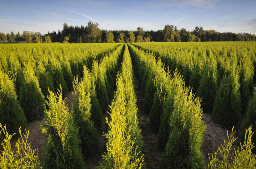 无人,横图,俯视,室外,白天,旅游,度假,美景,森林,树林,植物,美国,一排,阴影,整齐,并列,并排,光线,影子,景观,娱乐,树,树木,排列,蓝色,绿色,蓝天,天空,阳光,自然,天,享受,休闲,景色,放松,生长,晴朗,成长,北美,北美洲,队列,自然风光,美洲,平行,俄勒冈州,万里无云,俄勒冈,北亚美利加洲,亚美利加洲,落日之州,水獭之州,海狸州,晴空,晴空万里,彩图,高角度拍摄,马里昂县,美利坚合众国