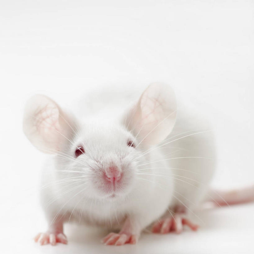无人,站,方图,室内,特写,白天,白色背景,正面,桌面,桌子,野生动物,老鼠,阴影,反射,细菌,影子,注视,一只,动物,观察,看,站着,白老鼠,摄影,影棚,观看,察看,关注,病菌,传染,四害,鼷鼠,小家鼠,耗子,站立,彩图,全身,影棚拍摄,拍摄