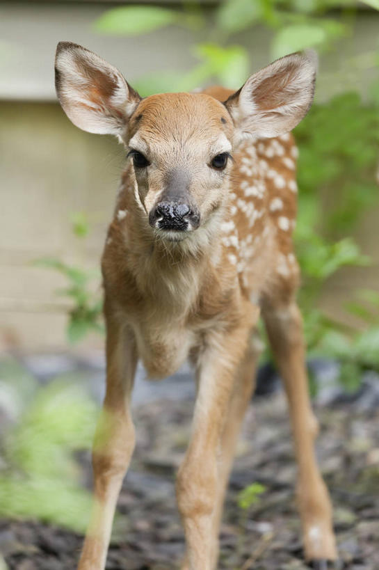 无人,站,竖图,室外,白天,正面,植物,道路,路,哺乳动物,鹿,野生动物,叶子,阴影,朦胧,模糊,光线,影子,小路,绿叶,交通,注视,停留,一只,绿色,阳光,自然,动物,观察,看,站着,嫩叶,可爱,活泼,乡间小路,生长,成长,观看,停止,察看,关注,白尾鹿,逗留,停顿,叶,叶片,站立,半身,彩图