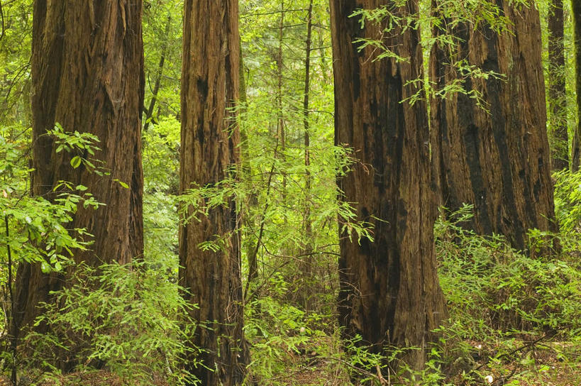 无人,公园,横图,室外,白天,正面,旅游,度假,美景,森林,树林,植物,叶子,美国,朦胧,模糊,景观,绿叶,树桩,娱乐,树,树干,树木,绿色,自然,享受,休闲,嫩叶,木桩,景色,放松,生长,成长,北美,北美洲,国家公园,加利福尼亚,自然风光,美洲,加州,加利福尼亚州,金州,黄金州,北亚美利加洲,亚美利加洲,红杉国家公园,红杉树国家公园,红杉,常青红杉,海岸红杉,红杉树,叶,叶片,彩图