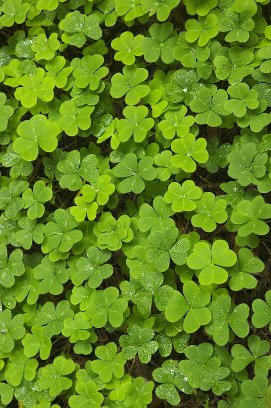 无人,公园,竖图,俯视,室外,白天,爱情,旅游,度假,自由,幸福,美景,水,露水,叶子,美国,透明,液体,景观,水滴,三叶草,绿叶,娱乐,水珠,自然,露珠,享受,休闲,嫩叶,景色,放松,生机,希望,北美,北美洲,国家公园,剔透,加利福尼亚,自然风光,美洲,和平,车轴草,加州,苜蓿,加利福尼亚州,金州,黄金州,统一,北亚美利加洲,亚美利加洲,灵动,红杉国家公园,红杉树国家公园,通明,团结,叶,叶片,彩图,高角度拍摄,晶莹