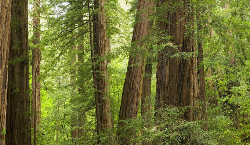 无人,公园,横图,室外,白天,正面,旅游,度假,美景,森林,树林,植物,叶子,美国,朦胧,模糊,景观,绿叶,树桩,娱乐,树,树干,树木,绿色,自然,享受,休闲,嫩叶,木桩,景色,放松,生长,成长,北美,北美洲,国家公园,加利福尼亚,自然风光,美洲,加州,加利福尼亚州,金州,黄金州,北亚美利加洲,亚美利加洲,红杉国家公园,红杉树国家公园,红杉,常青红杉,海岸红杉,红杉树,叶,叶片,彩图