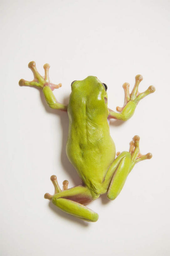 无人,竖图,俯视,室内,特写,白天,白色背景,青蛙,野生动物,树蛙,一只,绿色,动物,趴着,可爱,摄影,活泼,影棚,美国树蛙,趴,彩图,高角度拍摄,全身,影棚拍摄,拍摄