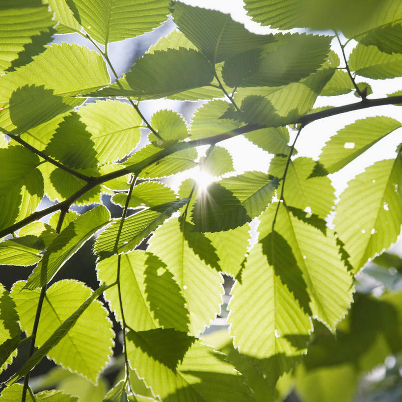 无人,方图,室外,特写,白天,仰视,美景,植物,叶子,美国,阴影,朦胧,梦幻,模糊,发光,光束,光线,影子,景观,绿叶,枝条,光亮,树,树木,树枝,绿色,阳光,自然,嫩叶,景色,生长,成长,北美,北美洲,未来,发亮,自然风光,美洲,憧憬,缅因州,北亚美利加洲,亚美利加洲,缅因,松林之州,虬枝,枝杈,叶,叶片,彩图,低角度拍摄