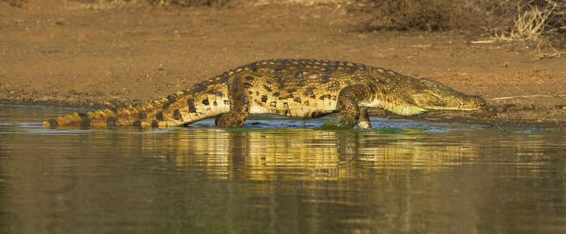无人,动物园,竖图,全景,室外,白天,侧面,旅游,度假,河流,美景,沙滩,水,鳄鱼,野生动物,非洲,南非,朦胧,模糊,沙子,河岸,河水,河滩,景观,水流,沙地,注视,娱乐,一只,自然,动物,观察,看,趴着,享受,休闲,景色,放松,观看,察看,国家公园,关注,自然风光,凶猛,克鲁格国家公园,尼罗鳄,阿非利加洲,德兰士瓦省,南非共和国,非洲鳄,残暴,凶残,趴,彩图,全身