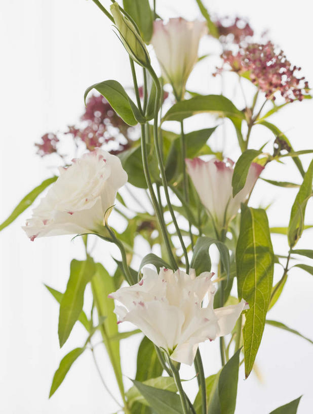 无人,竖图,室内,特写,白天,白色背景,正面,叶子,许多,盛开,绿叶,花蕾,花,花瓣,花朵,鲜花,花苞,花蕊,嫩叶,摄影,影棚,桔梗花,僧冠帽,草原龙胆,感动,六角荷,永恒,梗草,洋桔梗,叶,叶片,彩图,影棚拍摄,拍摄