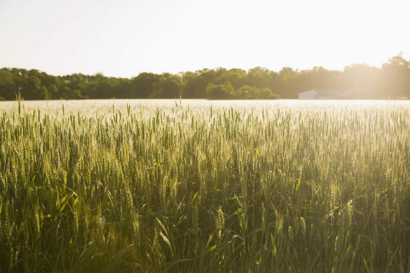无人,农田,横图,室外,白天,正面,旅游,度假,庄稼,农作物,草地,草坪,美景,太阳,植物,美国,阴影,光线,影子,景观,娱乐,草,树,树木,蓝色,绿色,蓝天,天空,阳光,自然,天,享受,休闲,景色,放松,生长,晴朗,成长,北美,北美洲,自然风光,美洲,万里无云,弗吉尼亚,弗吉尼亚州,北亚美利加洲,亚美利加洲,维吉尼亚,老自治领州,晴空,晴空万里,彩图,眩光,耕地,庄稼田