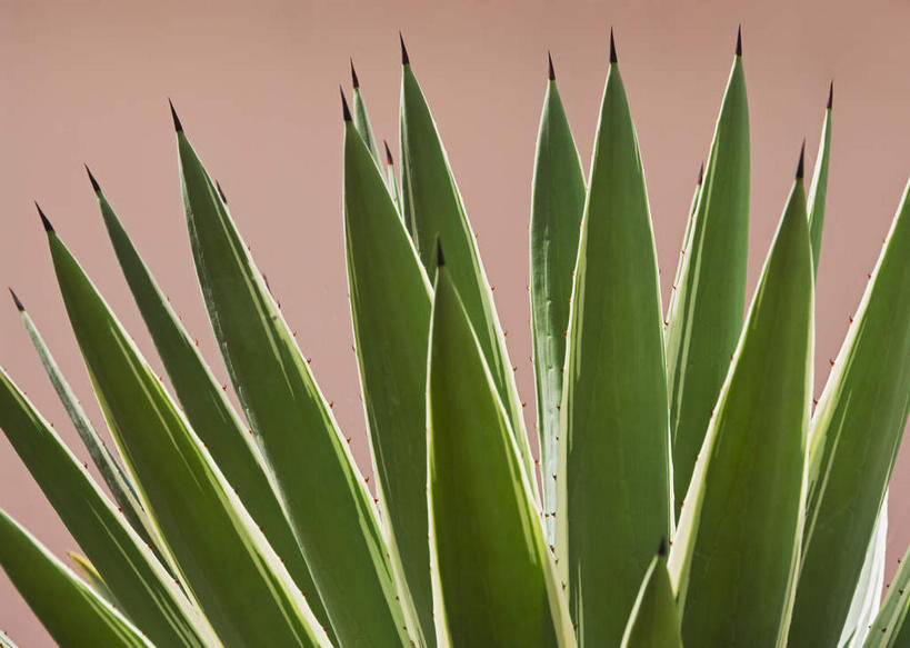 无人,横图,室内,特写,白天,正面,龙舌兰,叶子,阴影,红色背景,反射,影子,绿叶,嫩叶,摄影,影棚,希望,番麻,叶,叶片,彩图,影棚拍摄,拍摄,付出,龙舌掌