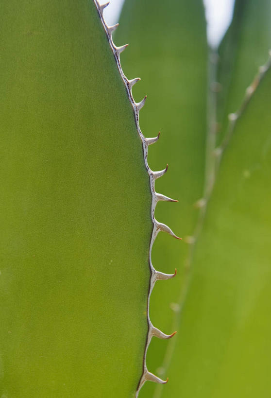 无人,竖图,室外,特写,白天,正面,美景,龙舌兰,叶子,美国,阴影,朦胧,模糊,光线,影子,景观,绿叶,阳光,自然,嫩叶,刺,景色,希望,亚利桑那,北美,北美洲,国家公园,自然风光,美洲,亚利桑那州,大峡谷之州,北亚美利加洲,亚美利加洲,萨瓜罗国家公园,番麻,叶,叶片,彩图,付出,龙舌掌
