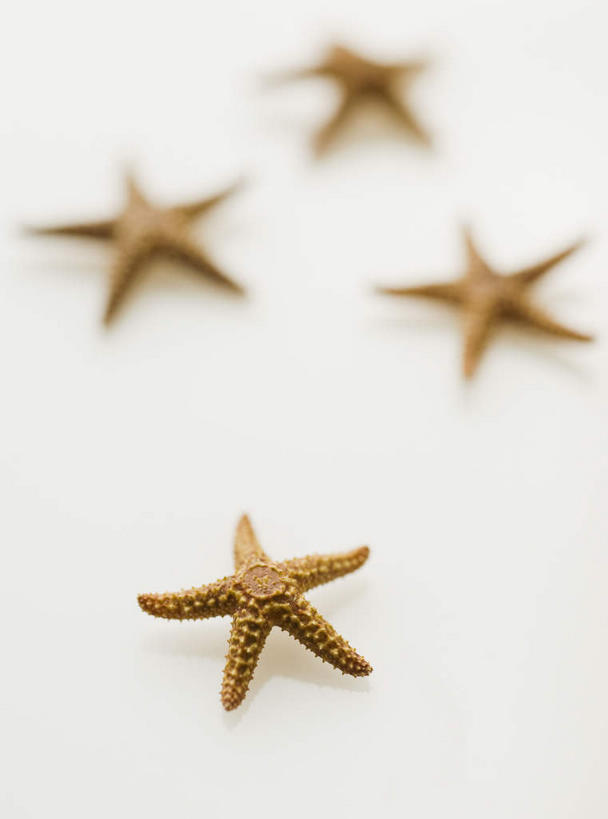 无人,竖图,俯视,室内,特写,白天,白色背景,海星,朦胧,模糊,星星,褐色,海洋生物,自然,动物,四个,星形,生物,摄影,影棚,五角形,棘皮动物门,星鱼,五角星,彩图,高角度拍摄,影棚拍摄,拍摄