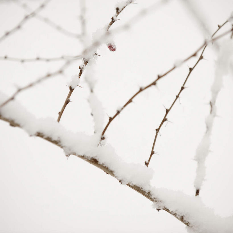 无人,方图,室外,特写,白天,正面,旅游,度假,美景,雪,植物,大雪,美国,朦胧,模糊,积雪,景观,雪景,冬季,冬天,枯枝,枝条,娱乐,树,树木,树枝,绿色,自然,享受,休闲,景色,放松,寒冷,生长,成长,北美,北美洲,自然风光,美洲,北亚美利加洲,亚美利加洲,康涅狄格,康涅狄格州,宪法之州,豆蔻之州,严寒,虬枝,枝杈,彩图