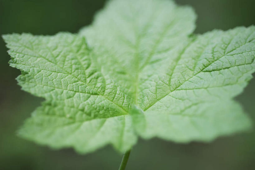 无人,公园,横图,室外,特写,白天,正面,旅游,度假,美景,植物,叶子,美国,阴影,朦胧,模糊,光线,影子,景观,绿叶,娱乐,绿色,阳光,自然,享受,休闲,嫩叶,景色,放松,生长,成长,北美,北美洲,国家公园,加利福尼亚,自然风光,美洲,加州,加利福尼亚州,金州,黄金州,北亚美利加洲,亚美利加洲,红杉国家公园,红杉树国家公园,叶,叶片,彩图