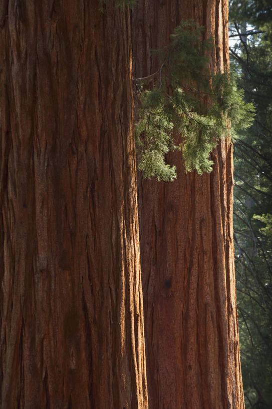 无人,公园,竖图,室外,特写,白天,正面,旅游,度假,美景,树林,植物,美国,阴影,光线,影子,景观,树桩,娱乐,树,树干,树木,绿色,阳光,自然,享受,休闲,木桩,景色,放松,生长,成长,北美,北美洲,国家公园,加利福尼亚,自然风光,美洲,加州,加利福尼亚州,金州,黄金州,北亚美利加洲,亚美利加洲,红杉国家公园,红杉树国家公园,彩图