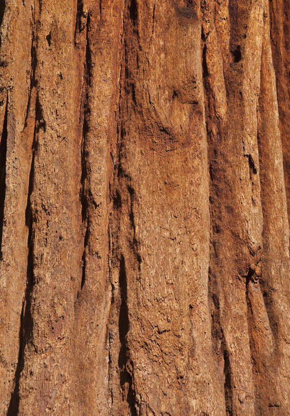 无人,公园,竖图,室外,特写,白天,正面,旅游,度假,美景,美国,阴影,光线,影子,景观,树桩,娱乐,树干,阳光,自然,享受,休闲,木桩,景色,放松,北美,北美洲,国家公园,加利福尼亚,自然风光,美洲,加州,加利福尼亚州,金州,黄金州,北亚美利加洲,亚美利加洲,红杉国家公园,红杉树国家公园,彩图