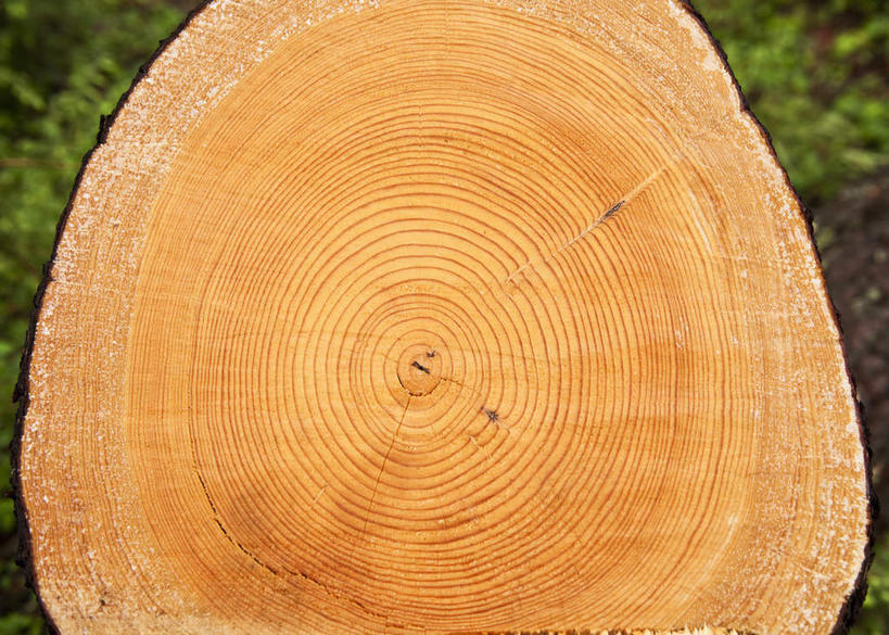 无人,横图,室外,特写,白天,正面,美景,切开,阴影,朦胧,模糊,光线,影子,景观,树桩,年轮,树,树干,阳光,自然,切,木桩,景色,自然风光,剖面,切面,彩图