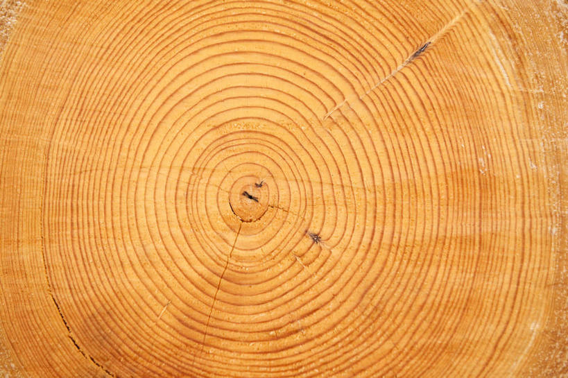 无人,横图,室外,特写,白天,正面,美景,切开,阴影,朦胧,模糊,光线,影子,景观,树桩,年轮,树,树干,阳光,自然,切,木桩,景色,自然风光,剖面,切面,彩图