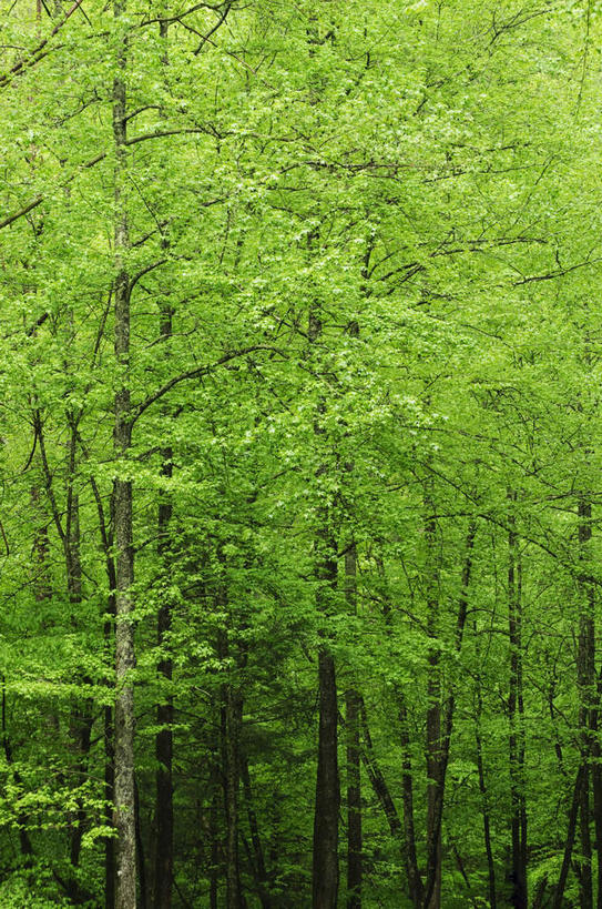 无人,竖图,室外,白天,正面,旅游,度假,美景,森林,树林,植物,美国,景观,娱乐,树,树木,绿色,自然,享受,休闲,景色,放松,生长,成长,北美,北美洲,自然风光,美洲,田纳西州,北亚美利加洲,亚美利加洲,田纳西,志愿之州,彩图