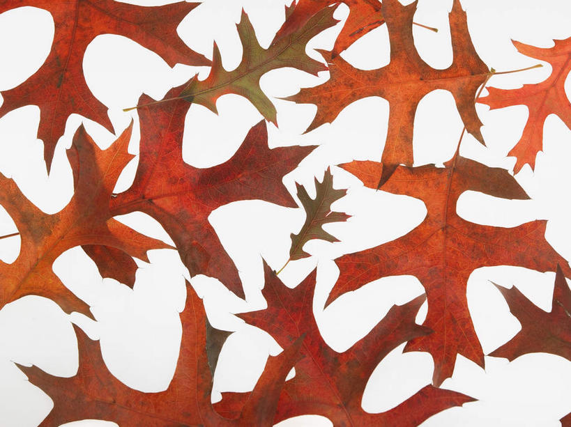 无人,横图,俯视,室内,特写,白天,白色背景,静物,叶子,许多,覆盖,纹路,纹理,枫叶,枯叶,落叶,很多,黄色,红色,摄影,影棚,枫树叶,遮盖,肌理,笼罩,笼盖,叶,叶片,彩图,高角度拍摄,影棚拍摄,拍摄