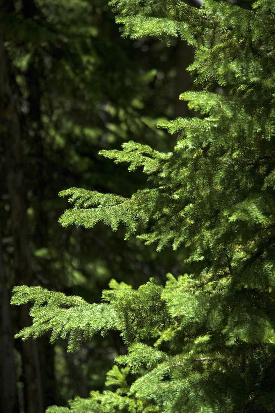 无人,公园,竖图,室外,白天,正面,旅游,度假,美景,森林,树林,植物,叶子,美国,阴影,光线,影子,景观,绿叶,娱乐,树,树木,绿色,阳光,自然,享受,休闲,嫩叶,景色,放松,生长,成长,北美,北美洲,国家公园,自然风光,美洲,黄石国家公园,怀俄明州,怀俄明,黄石公园,北亚美利加洲,亚美利加洲,平等之州,叶,叶片,彩图