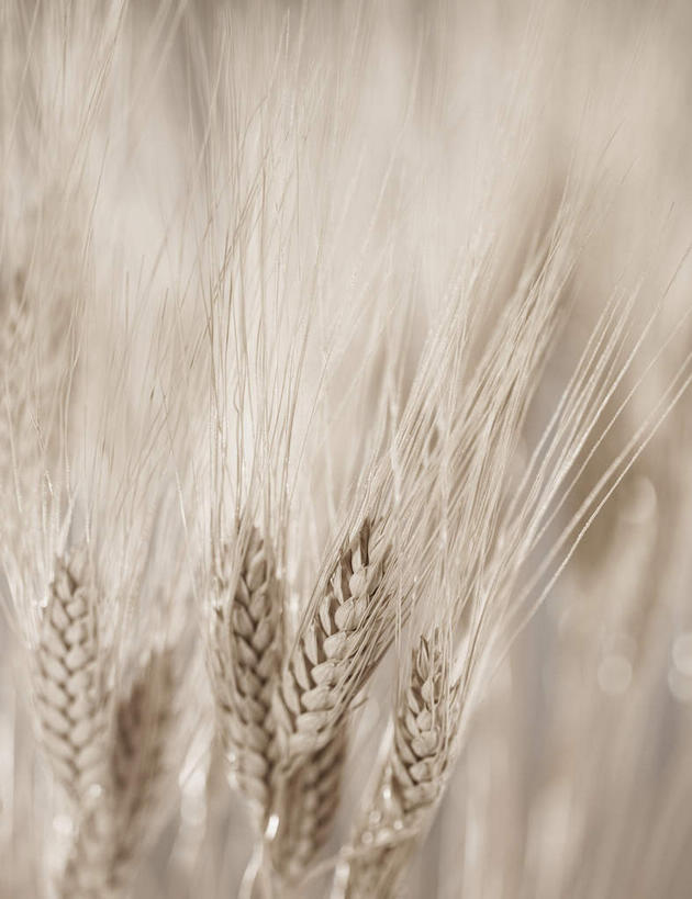 无人,竖图,俯视,室内,特写,白天,农作物,小麦,许多,朦胧,模糊,谷物,很多,摄影,麦子,影棚,彩图,高角度拍摄,影棚拍摄,拍摄