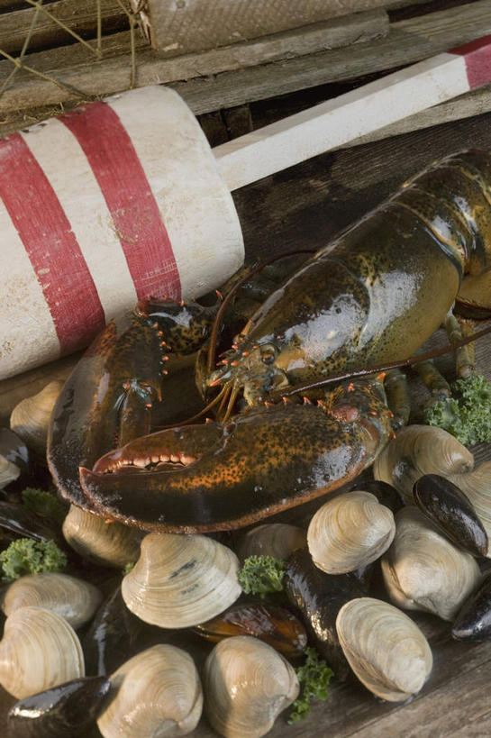 海鲜,龙虾,无人,竖图,俯视,室外,特写,白天,餐桌,桌子,贝壳,许多,虾,青色,水产,海洋生物,一只,餐台,水生动物,海产品,贻贝,水生物,海底动物,海虹,淡菜,壳菜,青口,半身,彩图,高角度拍摄,波士顿龙虾