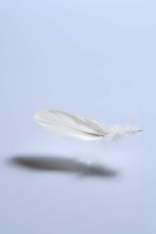 无人,竖图,室内,特写,白天,正面,羽毛,一根,灰色背景,漂浮,轻盈,柔软,飘扬,飘落,白色,摄影,影棚,下沉,降落,轻柔,飘零,彩图,影棚拍摄,拍摄