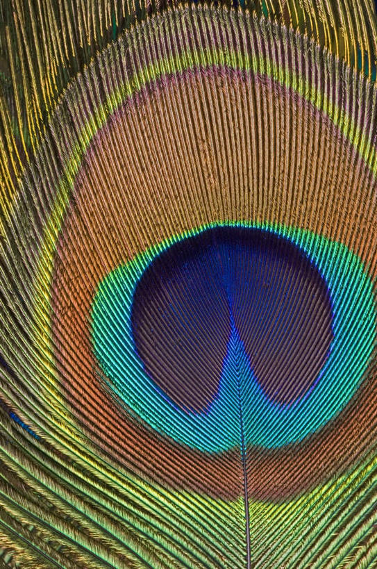 无人,竖图,彩色,室内,特写,白天,白色背景,正面,孔雀,鸟,野生动物,静物,羽毛,轻盈,柔软,鸟类,美丽,动物,可爱,摄影,活泼,影棚,五颜六色,色彩斑斓,吉祥,华贵,善良,五彩缤纷,轻柔,五彩斑斓,越鸟,百鸟之王,五光十色,彩图,影棚拍摄,拍摄