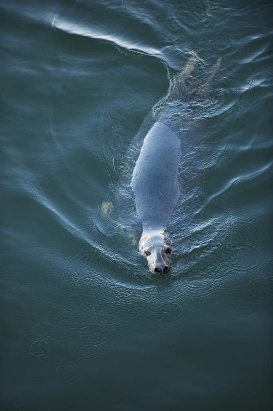 游泳,无人,竖图,俯视,室外,白天,旅游,度假,海浪,海洋,美景,哺乳动物,海豹,野生动物,美国,景观,浪花,注视,娱乐,一只,自然,海水,动物,观察,看,享受,休闲,景色,放松,可爱,活泼,观看,察看,北美,北美洲,关注,自然风光,美洲,海景,斑海豹,马萨诸塞州,麻州,麻省,马萨诸塞,麻塞诸塞,老殖民地,海湾之州,北亚美利加洲,亚美利加洲,泅水,拍浮,科德角,大海,风浪,海,海水的波动,近岸浪,涌浪,彩图,高角度拍摄,全身