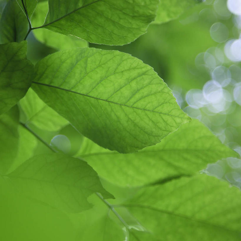 无人,方图,室外,特写,白天,正面,美景,植物,叶子,阴影,朦胧,模糊,光线,影子,景观,绿叶,树,树木,绿色,阳光,自然,嫩叶,景色,茂盛,生长,成长,繁茂,自然风光,兴旺,昌盛,昌隆,畅旺,发达,蕃芜,繁盛,富强,隆盛,蓬勃,旺盛,兴隆,兴盛,郁勃,叶,叶片,彩图