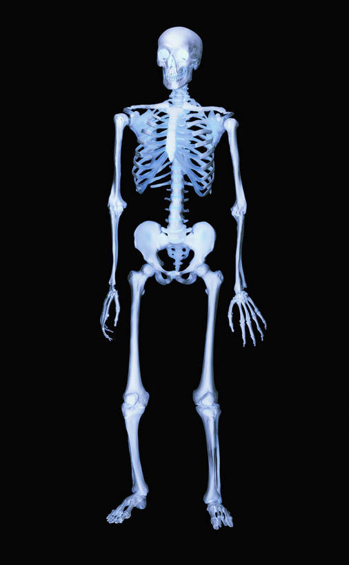 颅骨,骨骼,无人,站,竖图,室内,特写,白天,正面,阴影,黑色背景,反射,影子,骨头,站着,摄影,影棚,骨架,鼻骨,顶骨,额骨,颈椎,颞骨,下颌骨,颧骨,头盖骨,站立,彩图,影棚拍摄,拍摄