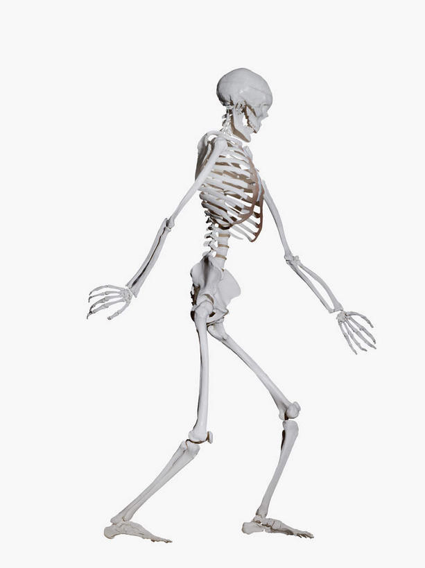 颅骨,骨骼,无人,走,竖图,室内,特写,白天,白色背景,正面,阴影,反射,影子,骨头,摄影,影棚,骨架,鼻骨,顶骨,额骨,颈椎,颞骨,下颌骨,颧骨,头盖骨,步行,散步,走路,彩图,影棚拍摄,拍摄