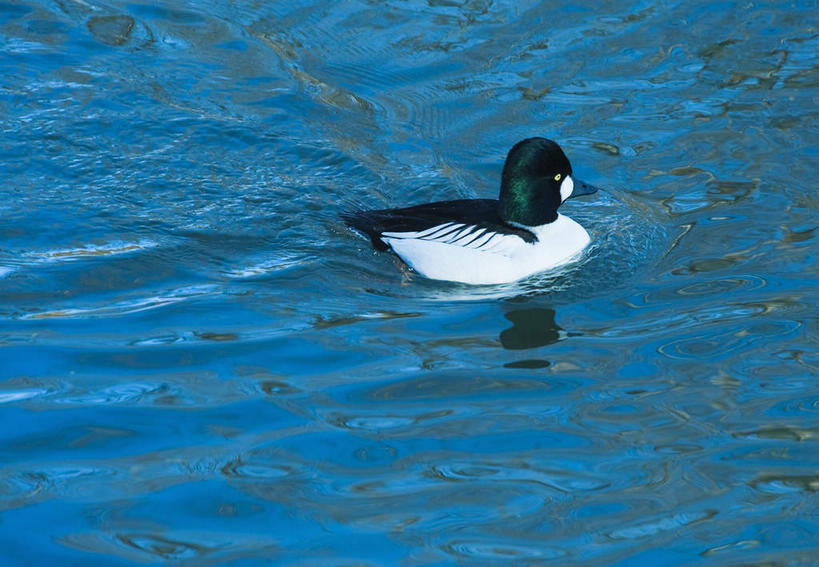 游泳,无人,横图,俯视,室外,白天,河流,美景,水,鸟,纽约,美国,阴影,波纹,光线,鸟类,影子,河水,景观,水流,涟漪,一只,倒影,水纹,阳光,自然,波浪,景色,倒映,北美洲,自然风光,美洲,纽约州,帝国之州,帝国州,水晕,北亚美利加洲,亚美利加洲,泅水,白脸鸭,金眼鸭,鹊鸭,喜鹊鸭,反照,拍浮,皇后郡,皇后区,彩图,高角度拍摄,全身