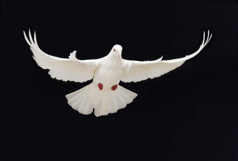 无人,横图,室内,白天,正面,鸟,飞翔,伸展,张开,展翅,黑色背景,飞行,斑鸠,翅膀,鸟类,翱翔,注视,飞,一只,白色,观察,看,摄影,影棚,观看,察看,关注,张开翅膀,欧斑鸠,展开翅膀,彩图,全身,影棚拍摄,拍摄