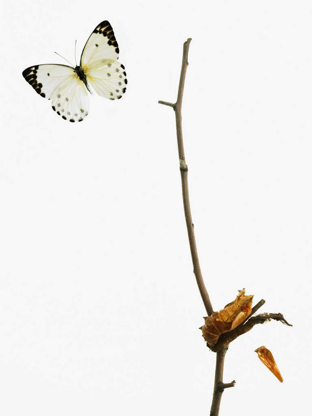 无人,竖图,室内,特写,白天,白色背景,正面,植物,蝴蝶,伸展,张开,展翅,阴影,反射,翅膀,昆虫,影子,枝条,树,树木,树枝,一只,动物,摄影,毛毛虫,影棚,益虫,张开翅膀,害虫,虬枝,枝杈,展开翅膀,毛虫,彩图,全身,影棚拍摄,拍摄