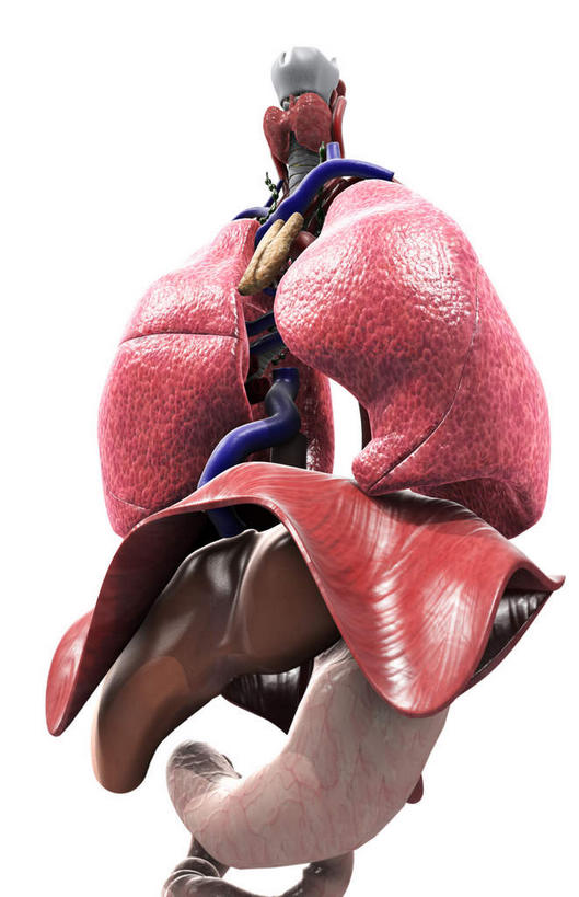 内脏,肺,气管,肝脏,肠,脊髓,动脉,静脉,骨骼,十二指肠,无人,竖图,插画,室内,白天,白色背景,正面,数码,科技,静物,阴影,网络,医学,骨头,高光,几何,计算机图形,合成,图画,画,红色,模型,人体,电脑合成图,数码合成图,骨架,生物学,人体器官,器官,漫画,呼吸道,生理学,写实,具体,具象,甲状腺,呼吸系统,大肠,肺部,肺脏,肝,脊柱,盲肠,小肠,直肠,彩图